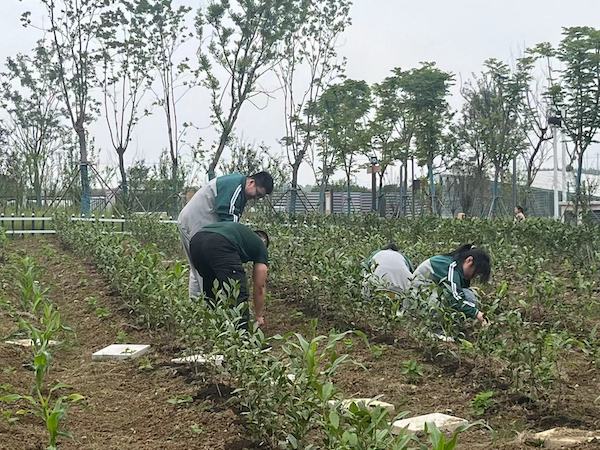 精深教研-徽风皖韵 以茶相约，亲近自然-刘敏